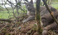 New snaring petition in Wales