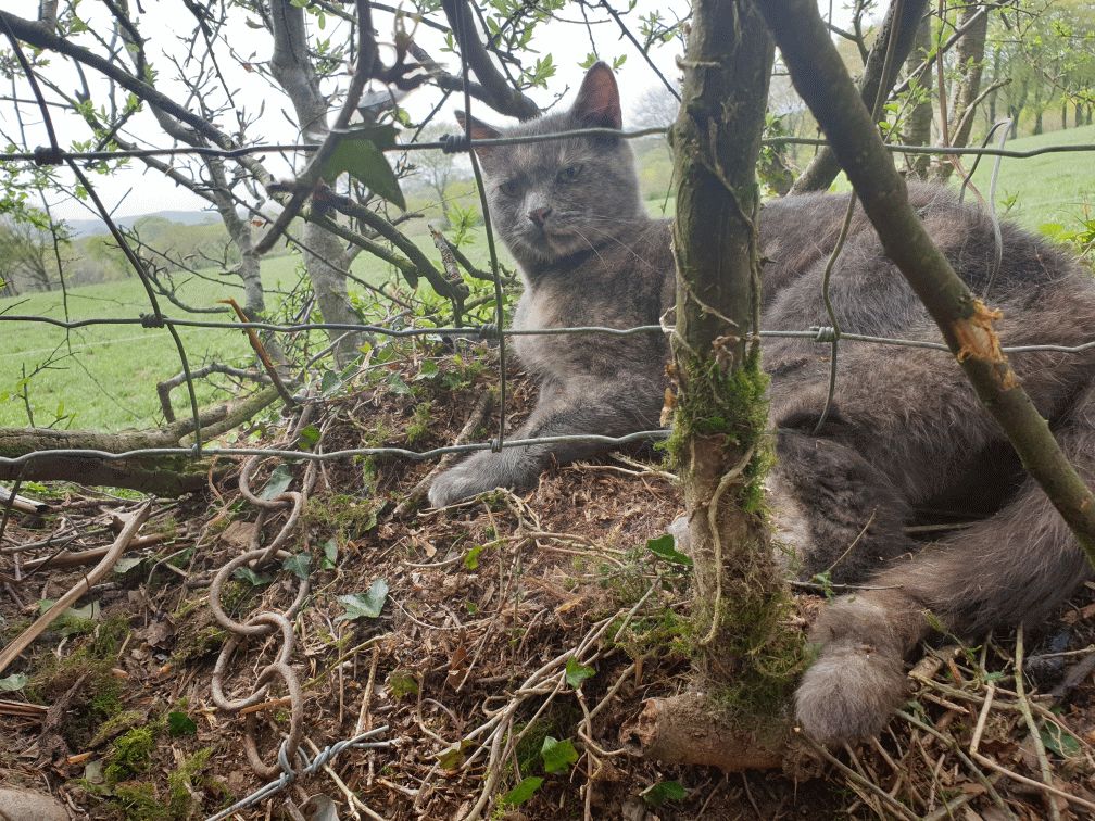Cat caught in snare in Wales