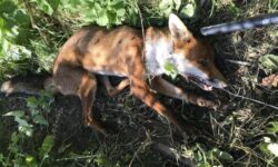 Cruelty of ‘legal’ snares