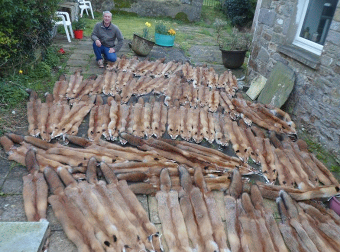 David Sneade fox pelts for fur Pembrookshire,Wales Feb. 2020