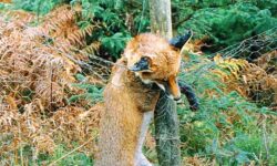 Wildlife suffers as ‘loophole lets rural criminals go unpunished and snares still legal’