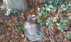 Snared badger dumped in wood south of Selby Yorkshire. Nov. 2020