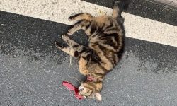 Snared cat hit by van