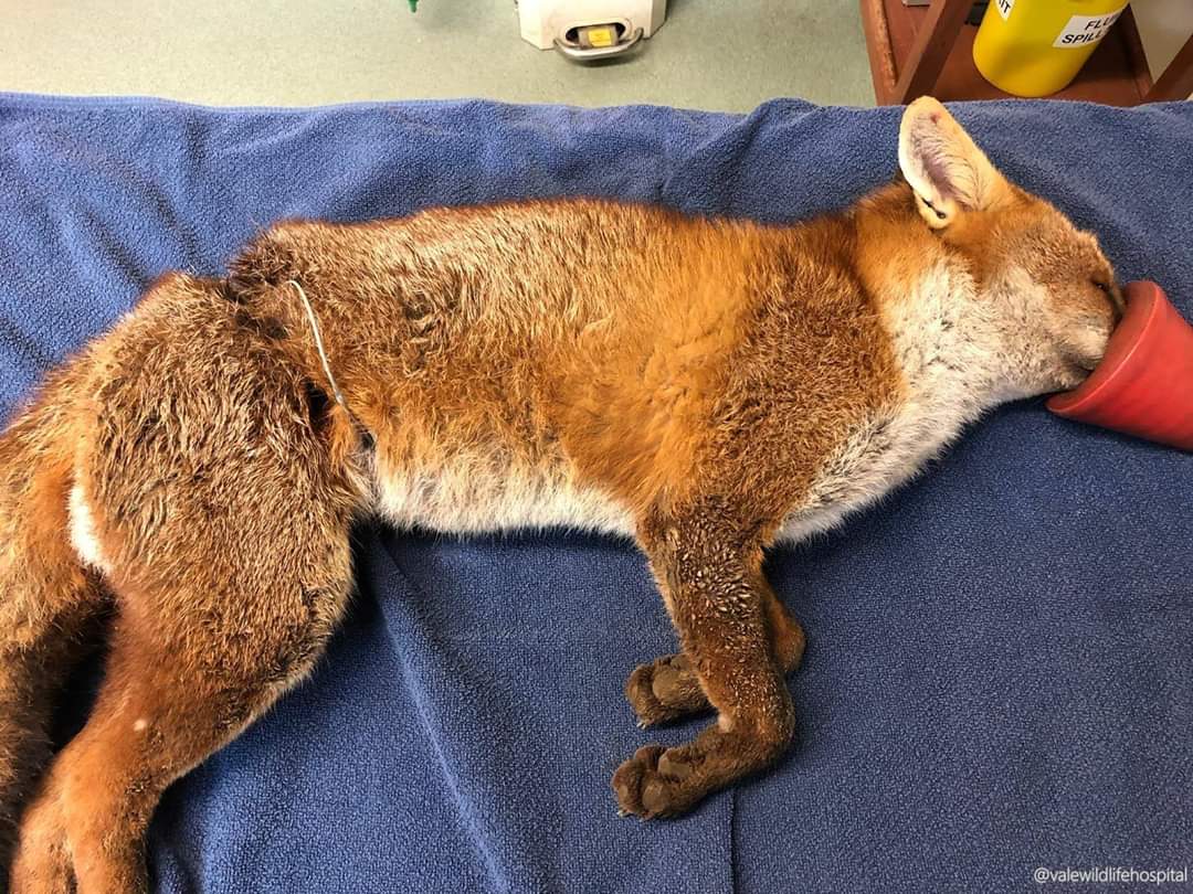 RSPCA Cardiff fox injured by animal snare - Vale Wildlife Hospital