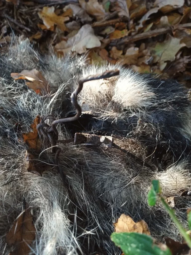 Animal snare badger dumped in wood, Selby, North Yorkshire