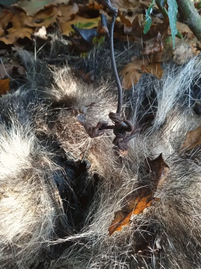 Animal snare badger dumped in wood, Selby, North Yorkshire