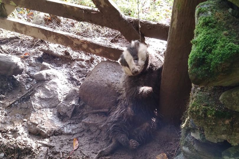 Badger cub left hanging in a snare trap Scotland