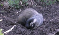 Badger Rescued from Moscar Estate Snare