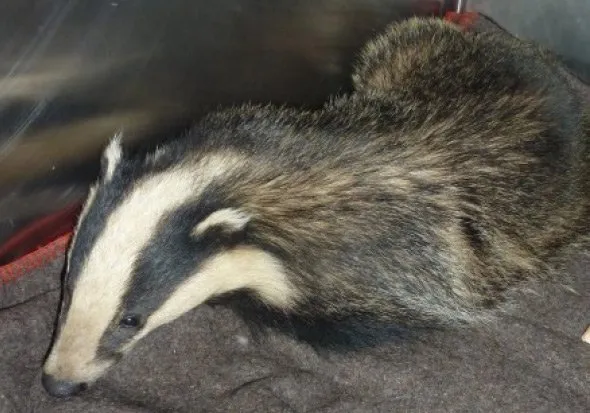 snared-badger-east-sussex
