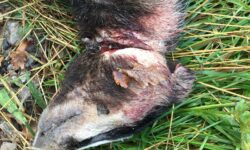 Badger found snared by side of road at Newark