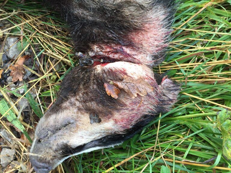 Badger snared in Newark