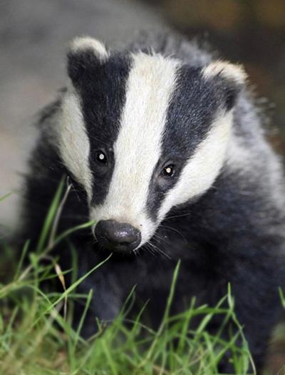 Badgers caught in snares suffer horrific injuries