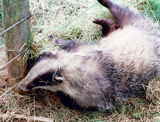 Badger found by Trinjnie on the Hon. Charles Pearson Dunecht Estate