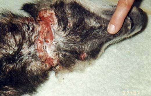 Badger strangled by a snare at Lodsworth, West Sussex