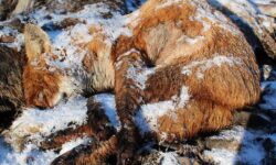 Foxes caught in illegal self-locking snares claim