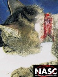 Cat injuries from fox snare