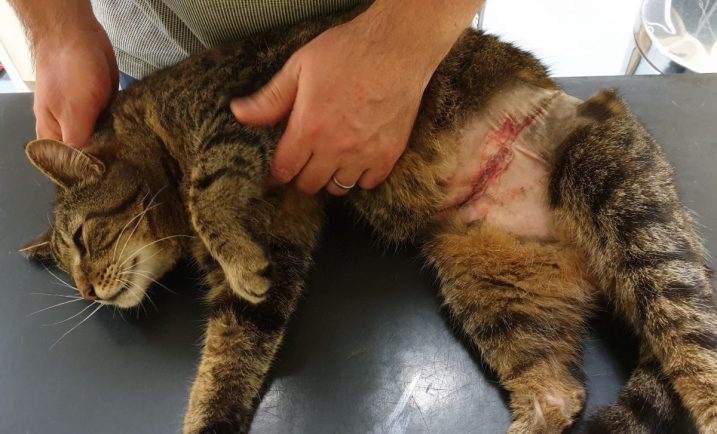Cat suffers serious injuries in snare trap in Malvern