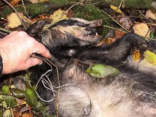 Snared badger had been clubbed to death at Cocking, West Sussex on a shoot managed by the Hon. Charles Pearson