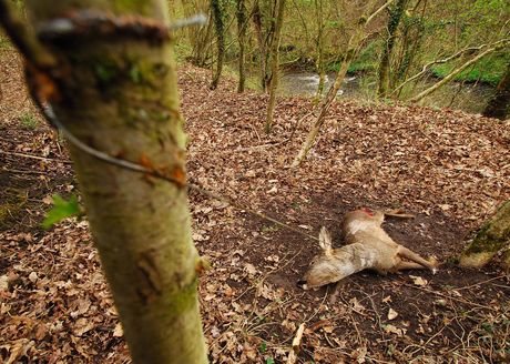 Deer killed in a snare in Scotland