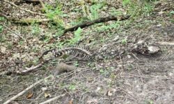 Probe after deer killed by illegal snare