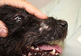 Blair's dog with facial injuries
