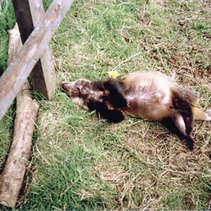 Badger killed by drap pole snare in, Norton, North Yorkshire
