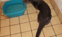 Anger after ‘evil’ snare kills otter in Somerset