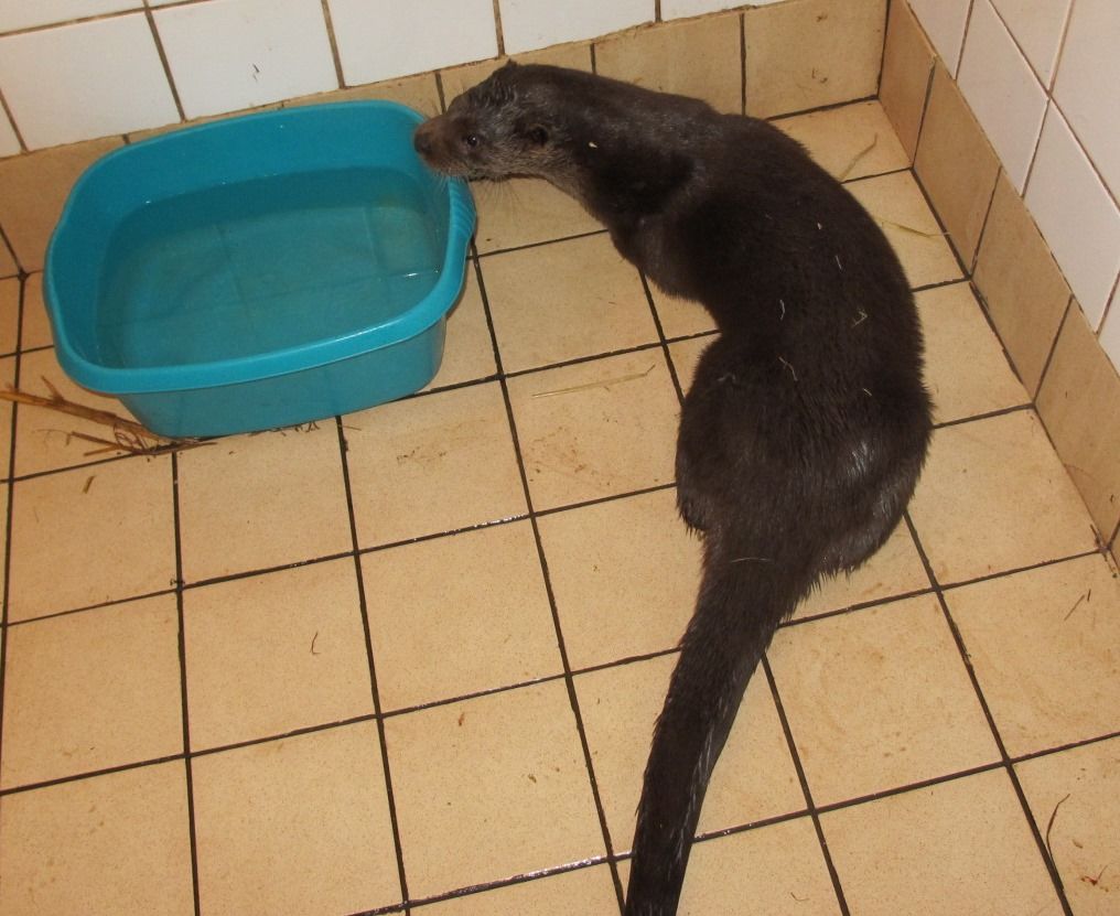 The otter, which later died, at Secret World