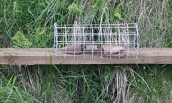 Fenn type traps to be banned by 2020!