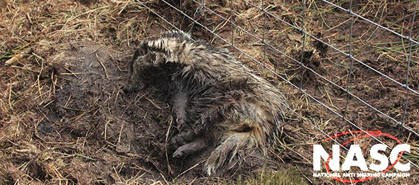 Snare kills badger in the Forest of Bowland