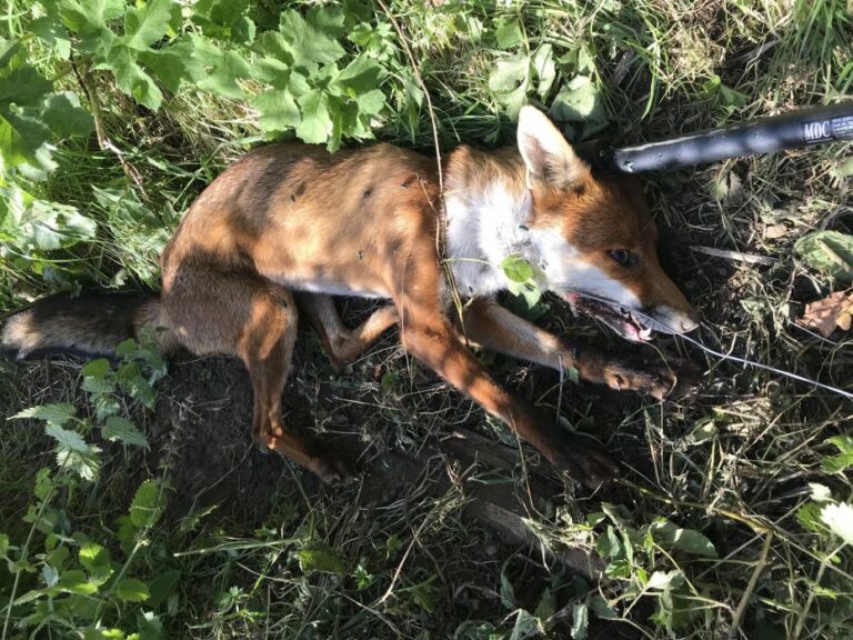 Fox caught in animal snare in Teesdale