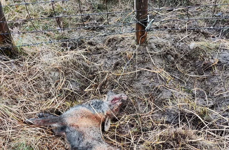 Fox killed in a snare in Wales in 2024, the National Anti Snaring Campaign investigates