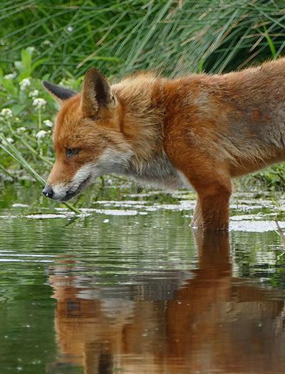 Foxes targetted by snares set by gamekeepers