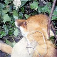 frightened snared fox