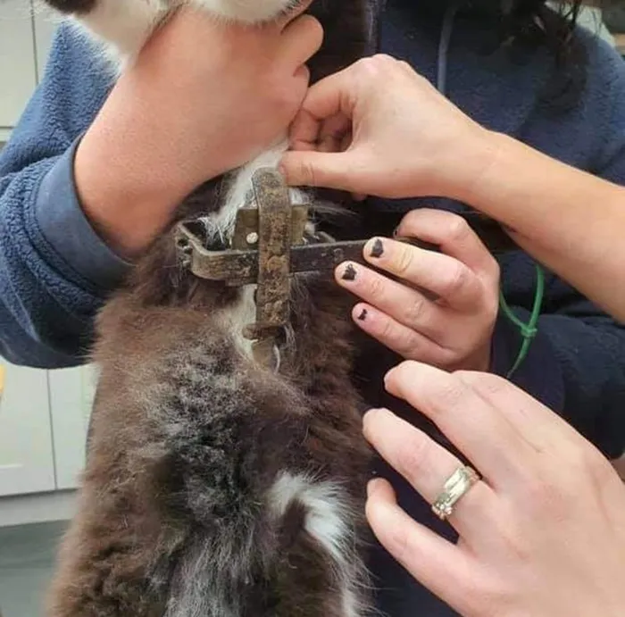 Cat caught by a Gin trap still in Rectory Street, Wordsley, Stourbridge, West Midlands