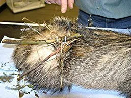 snared badger - copyright Gwent Badger Group