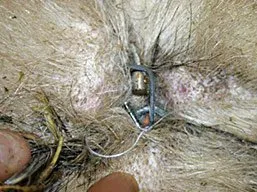 Snare - copyright Gwent Badger Group