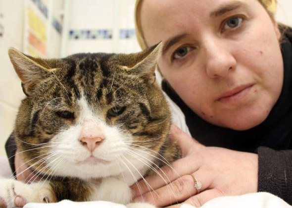Herby the cat found badly injured - Croft Vets Bolsover