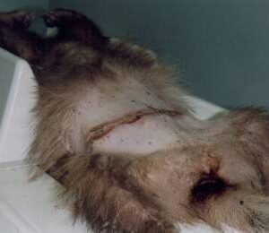 Rare Albino badger required dozens of stitches after being caught in a snare at The Mardens, West Sussex in 1995. Treated at Alphapet Veterinary Clinic, Bognor Regis