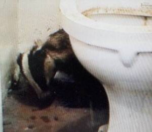 This badger took refuge in an outside toilet of a Rotherfield Garage at Easebourne, Midhurst, West Sussex on 7th August 1998. It had escaped from a snare that had injured its neck. The resulting foul smelling wound had weakened it and it had probably been forced out of the sett by a dominant boar.