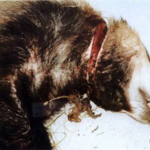 Badger with injury caused by self-locking snare. Cowthorpe