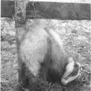 Badger snared on fence found by Essex Badger Group