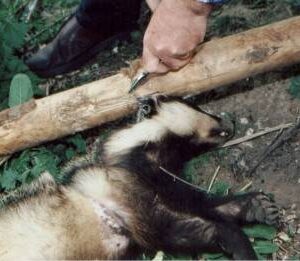 This badger dragged the drag pole and snare hundreds of yards before being strangled on the Goodwood Estate, West Sussex on 13 May 1996. A post mortem showed a snaring injury from a year before which had fractured the sternebrae. Post mortem by Richard Edwards, MSc MA VetMB MRCVS. He stated: I believe that this animal underwent a considerable degree of suffering.