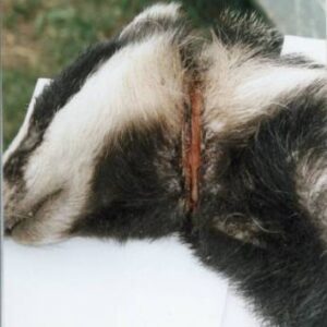 Badger found by the side of the road in June 2001, Egton Whitby. It had been seriously injured by a snare. Source: Rydale Badger Group