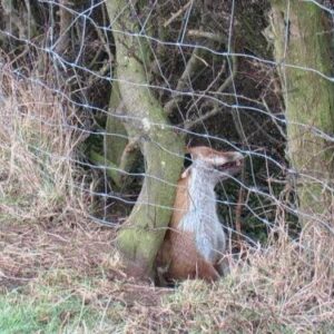 Fox snared on a wired fence against the code of practice