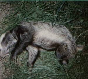 Badger discovered knocked down with a snare cut off, but still around its middle near Kingly Vale, Chichester, West Sussex. 11th Sept 1996
