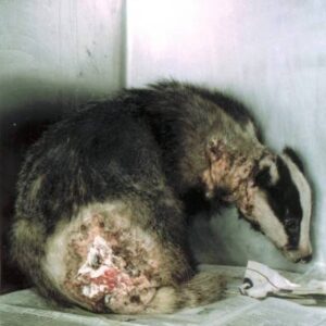 Snared badger in Buckinghamshire. Source: Bucks Badger Group
