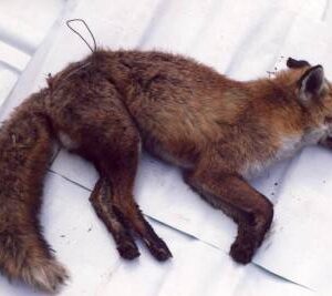 Fox killed by snare across its stomach. Photo: LACS