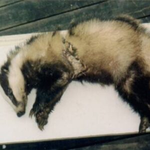 Snared Badger on Atherfield Farm, Isle of Wight. Summer 1994