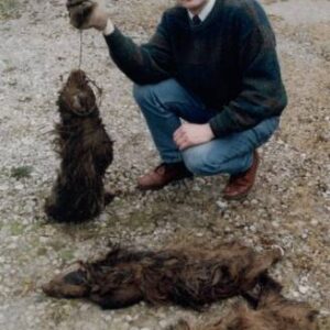Chris Peacock, North Riding Badger Group, with an entire badger family wiped out by snares, Boltby, near Thirsk, North Yorkshire. All dumped in a river to hide evidence. One had tongue severed and bottom jaw ripped off. Photo: Darlington Northern Echo. 16th April 1994